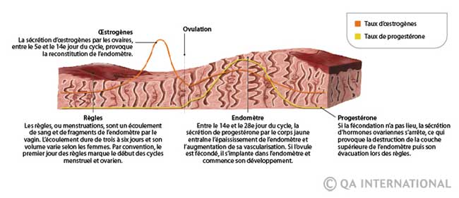 Les phases du cycle menstruel