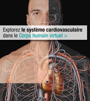 Schéma de la circulation sanguine | Dictionnaire Visuel