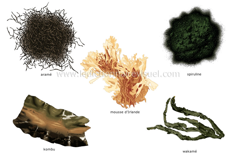 algues image