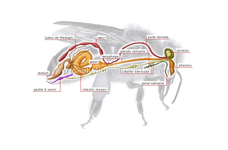 anatomie de l’abeille image