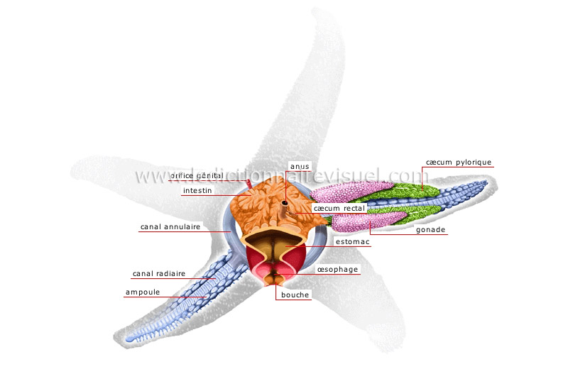 anatomie de l’étoile de mer image