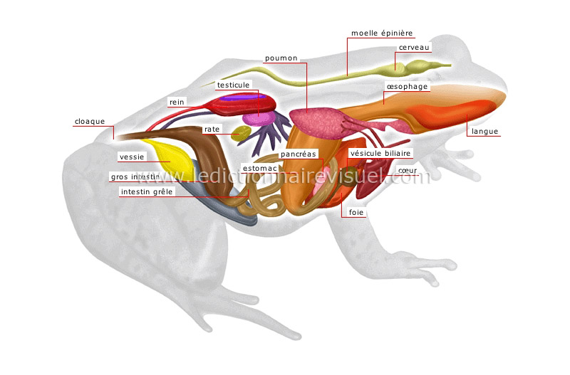 anatomie de la grenouille mâle image