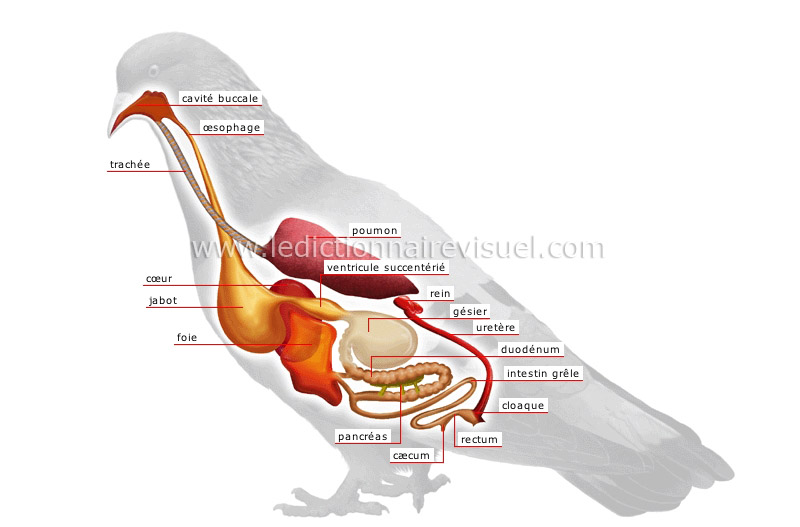 anatomie de l’oiseau image