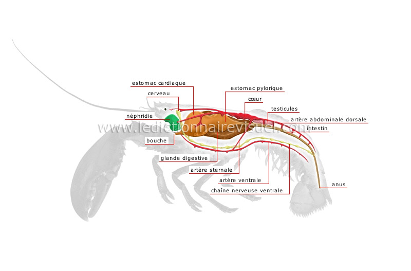 anatomie du homard image