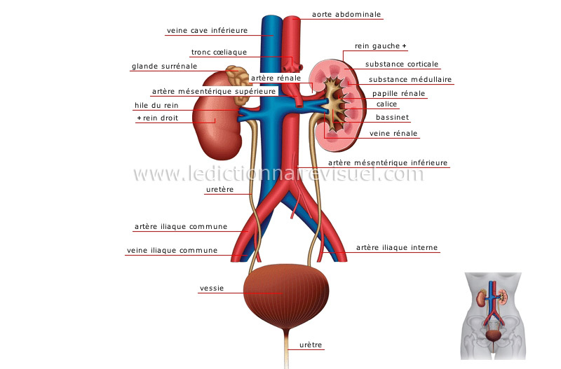 appareil urinaire image