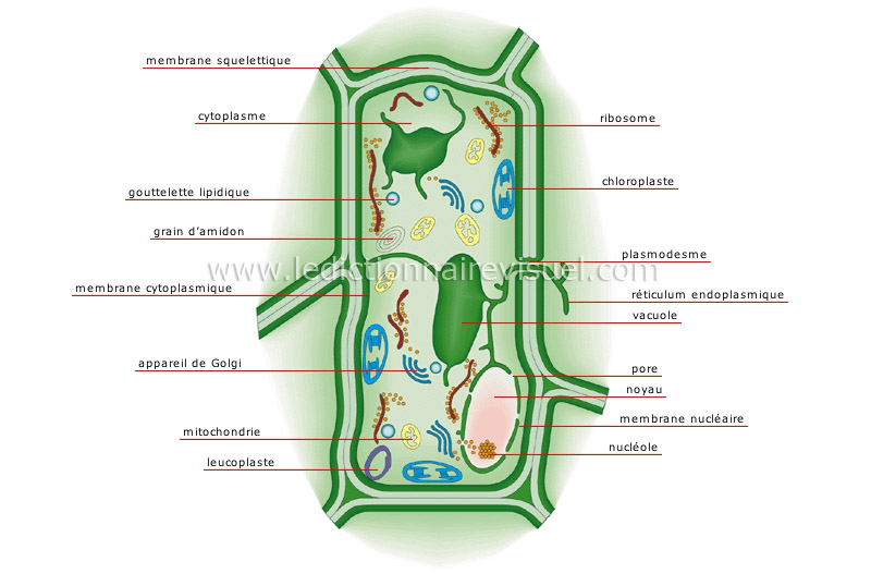 cellule végétale image