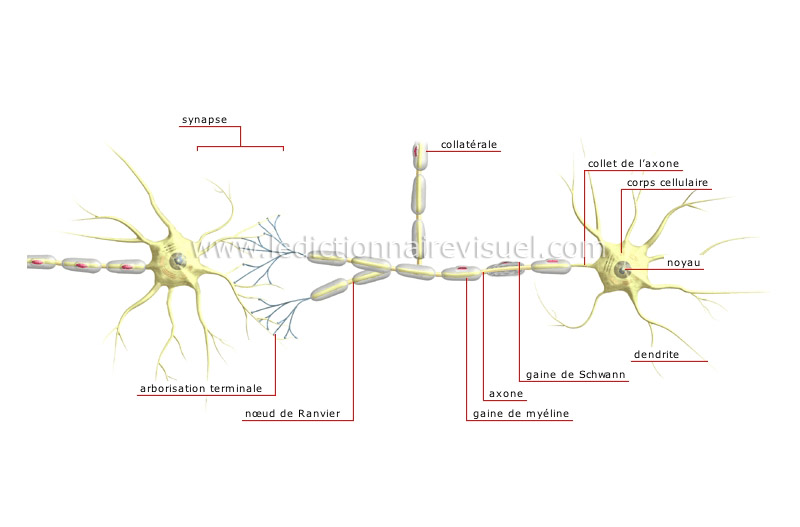 chaîne de neurones image