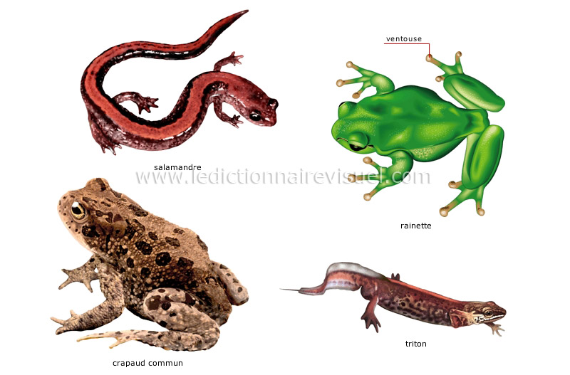 exemples d’amphibiens image