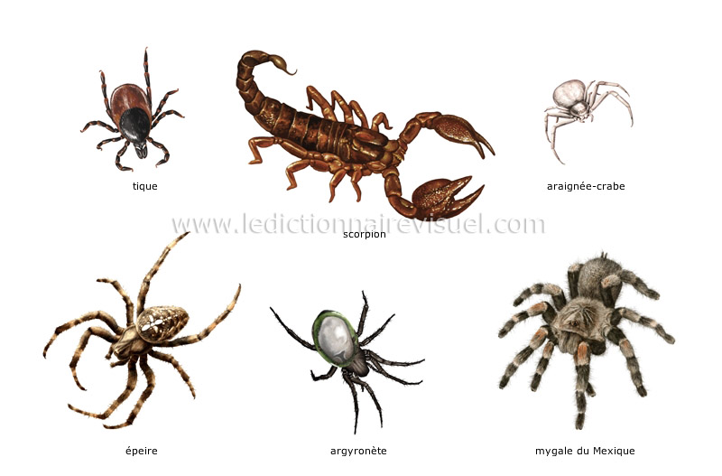 exemples d’arachnides image