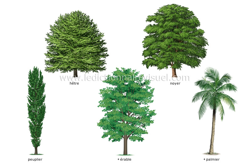 exemples d’arbres feuillus image