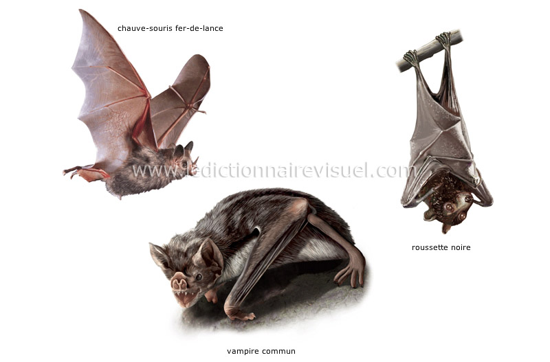 exemples de chauves-souris image