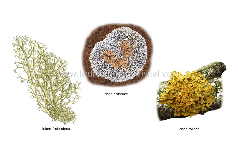 exemples de lichens image
