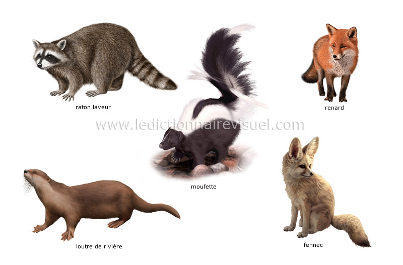 exemples de mammifères carnivores image