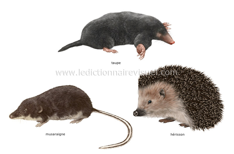 exemples de mammifères insectivores image