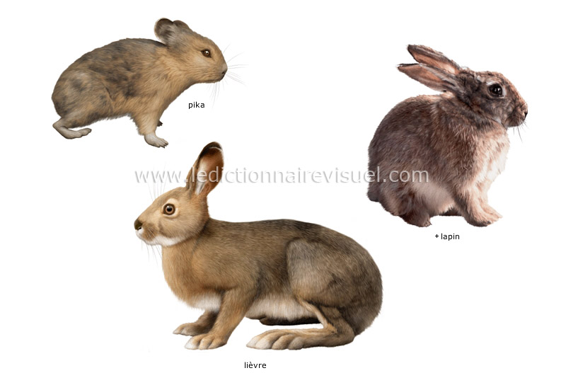 exemples de mammifères lagomorphes image