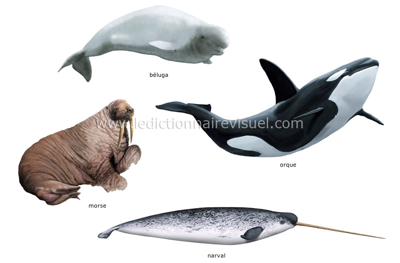 exemples de mammifères marins image