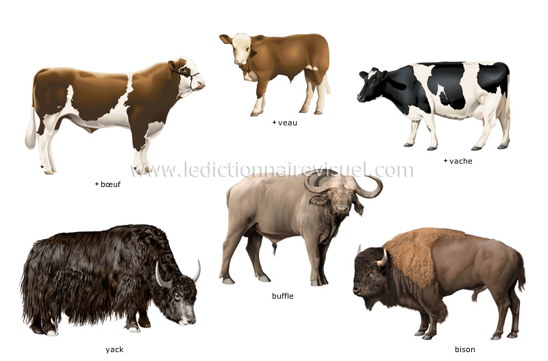 exemples de mammifères ongulés image