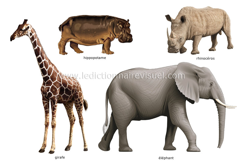 exemples de mammifères ongulés image
