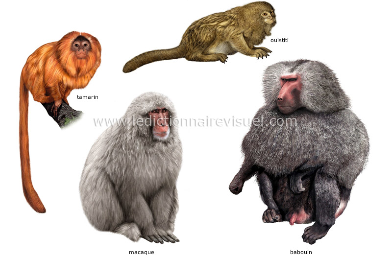 exemples de mammifères primates image
