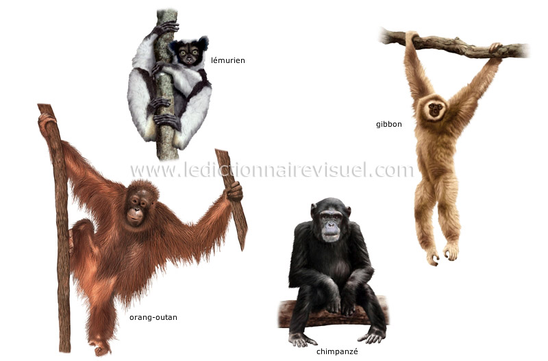 exemples de mammifères primates image