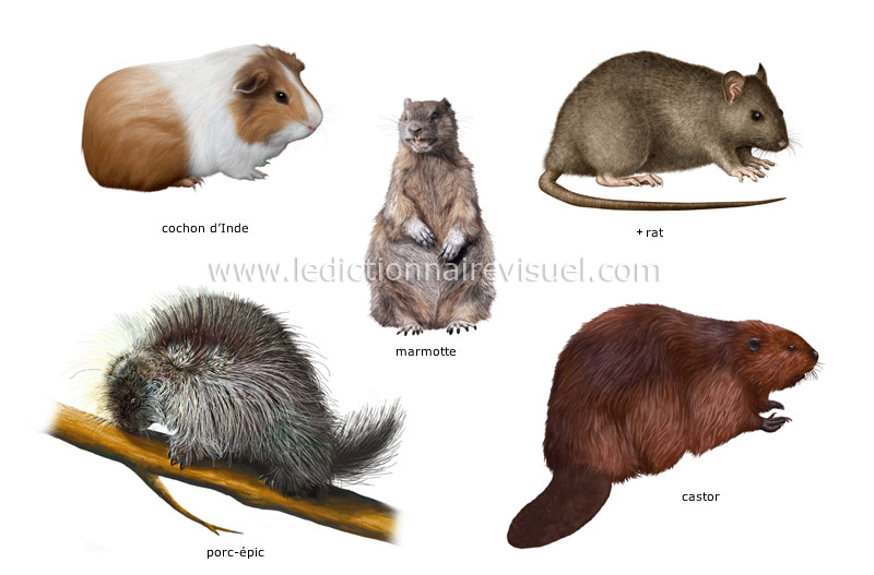 exemples de mammifères rongeurs image