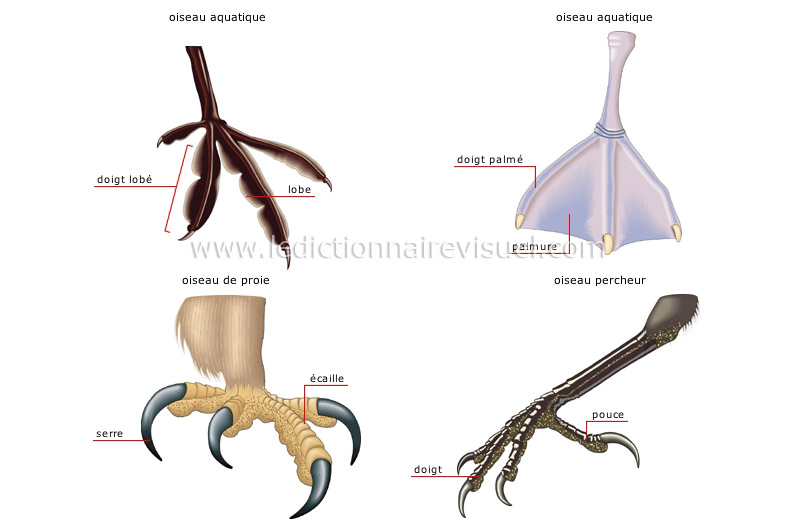 exemples de pattes image