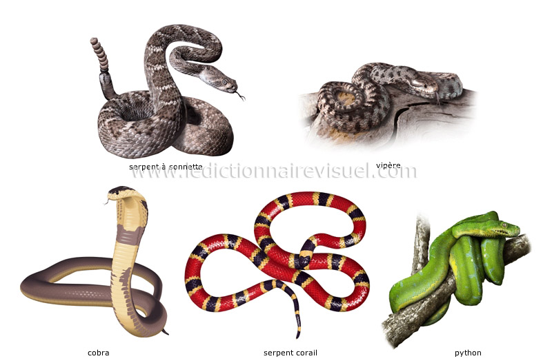 exemples de reptiles image