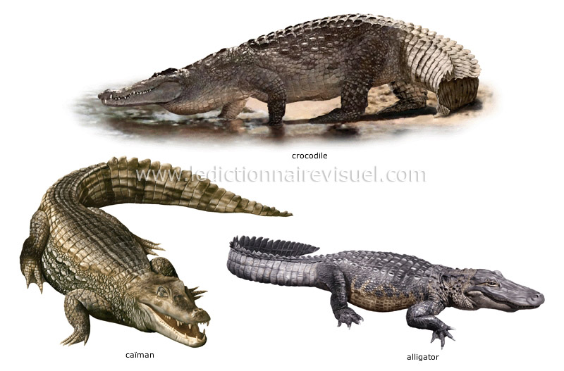 exemples de reptiles image