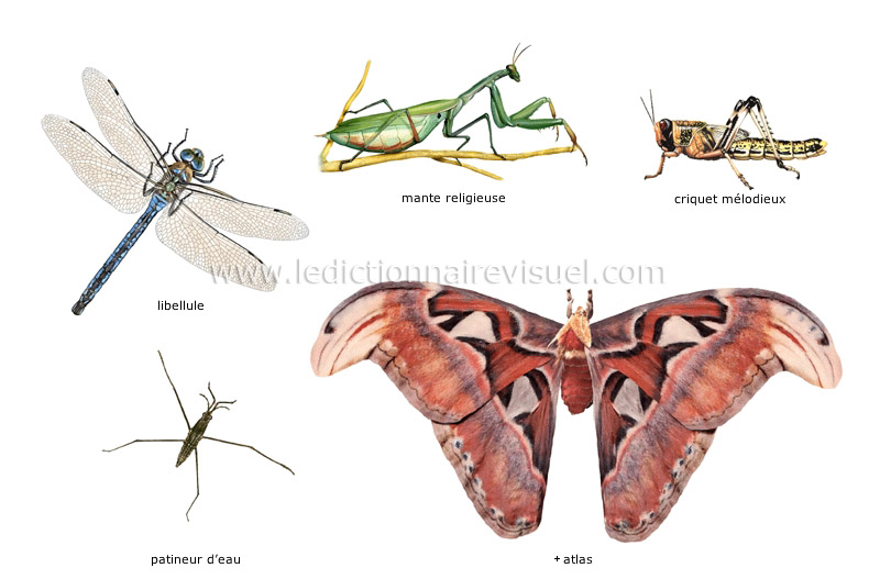 exemples d’insectes image