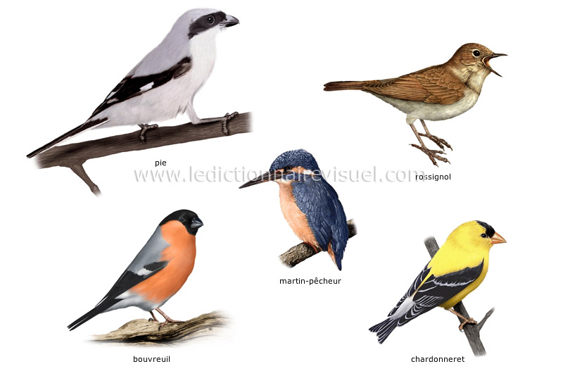 exemples d’oiseaux image