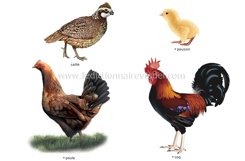 exemples d’oiseaux image