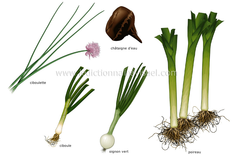 légumes bulbes image