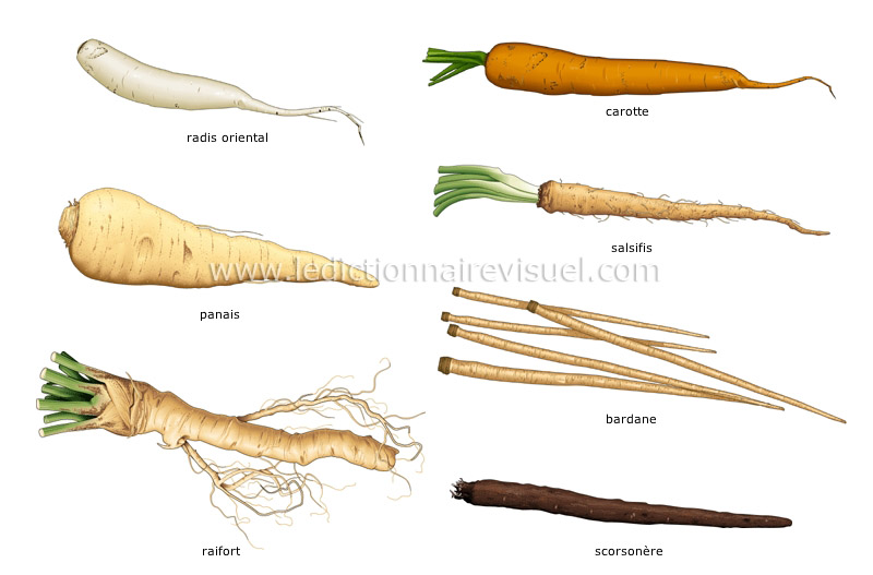 légumes racines - Le Dictionnaire Visuel