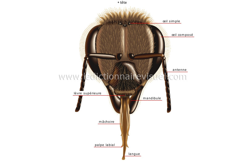 morphologie de l’abeille : ouvrière image