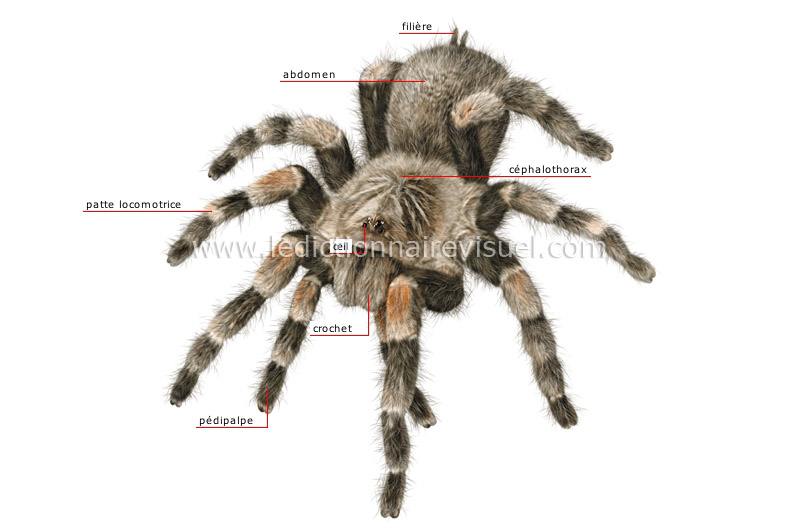 morphologie de l’araignée image