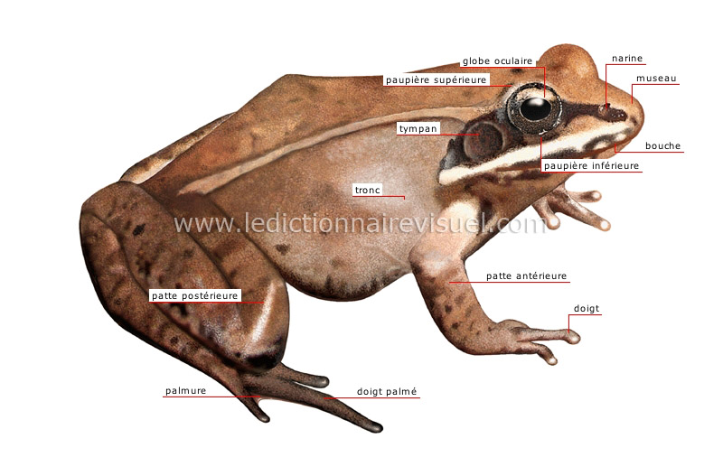 morphologie de la grenouille image