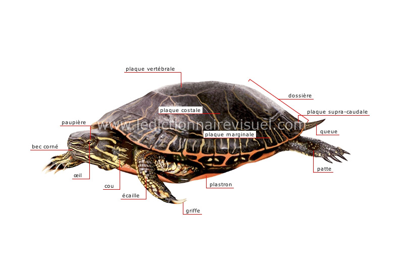 morphologie de la tortue image