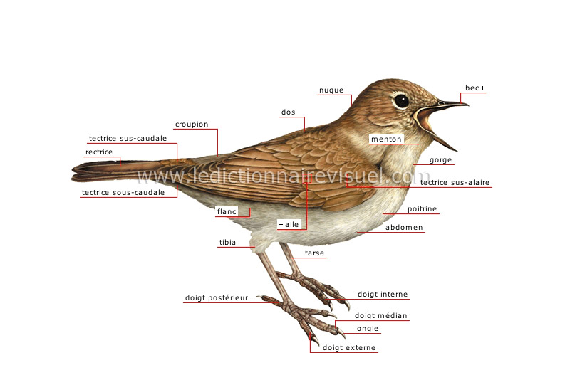 morphologie de l’oiseau image
