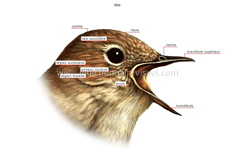 morphologie de l’oiseau image