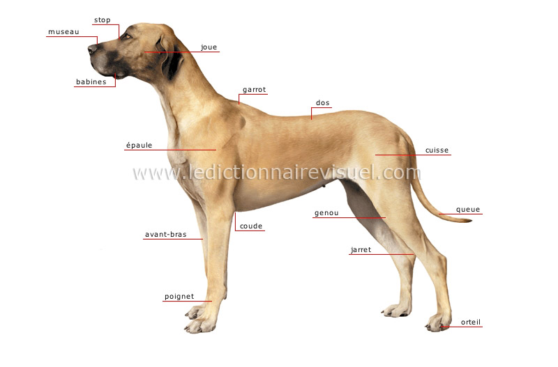 morphologie du chien image