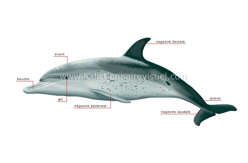 morphologie du dauphin image