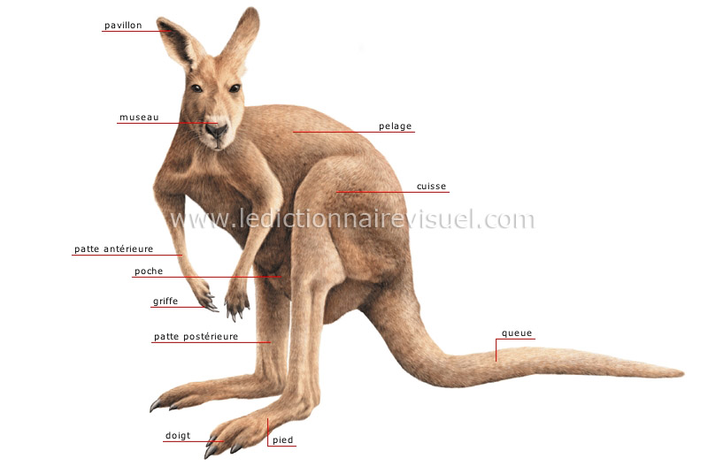 morphologie du kangourou image