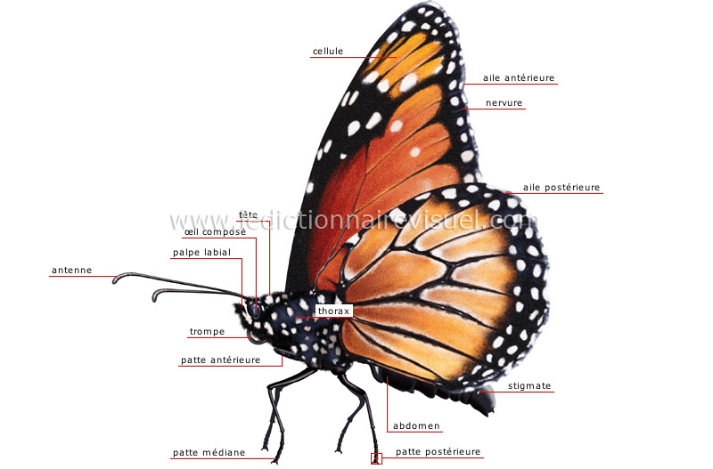 morphologie du papillon image