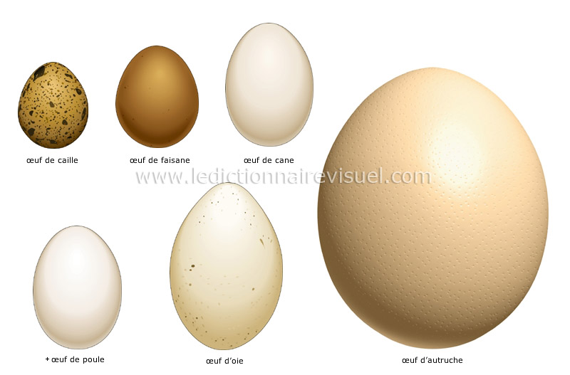 œufs image