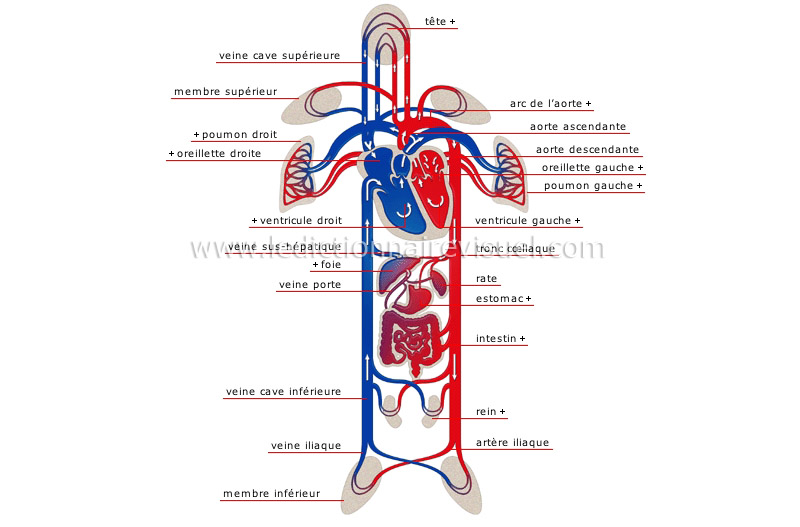 Schema arteres humaines