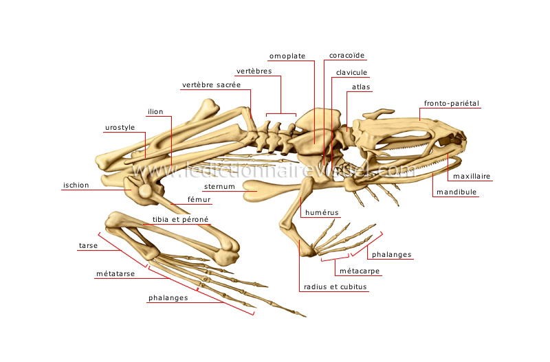 squelette de la grenouille image