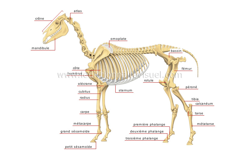 squelette du cheval image