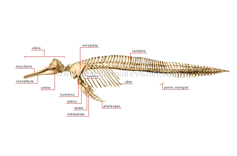 squelette du dauphin image