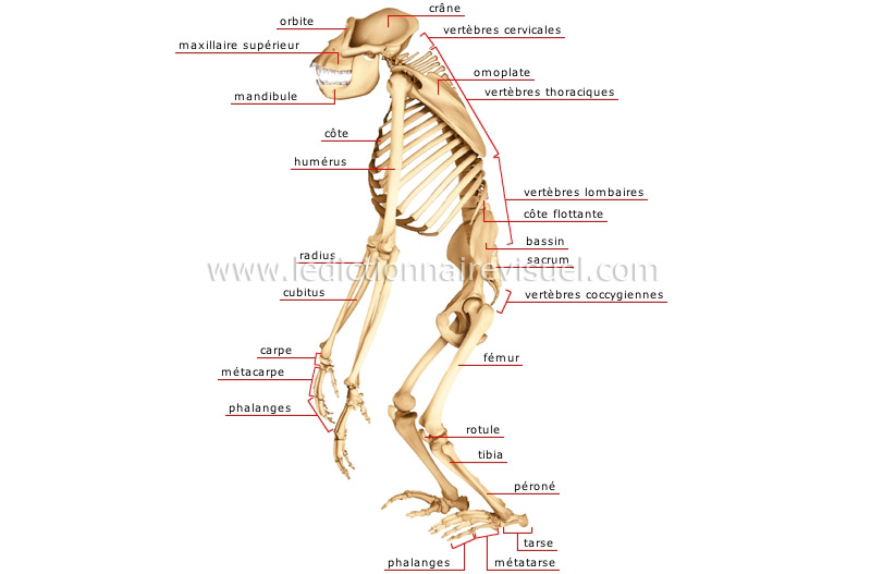 squelette du gorille image