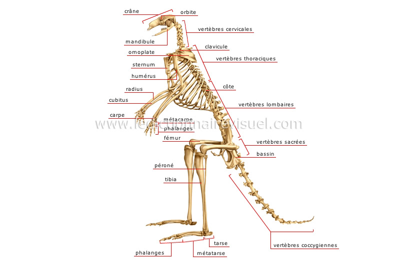 squelette du kangourou image